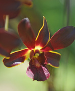 22nd Aug 2014 - dark orchid