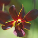 dark orchid by ianjb21