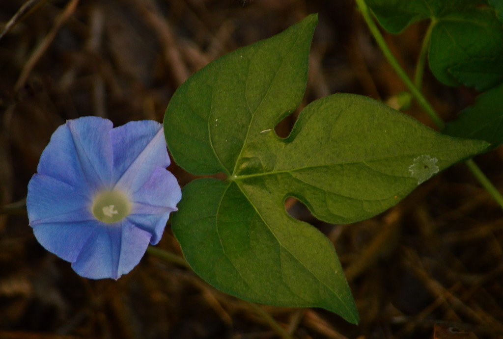 Morning Glory by kareenking