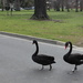Slow down - swans crossing! by gilbertwood