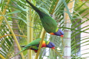 24th Aug 2014 - Saved by the Lorikeets