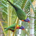 Saved by the Lorikeets by terryliv