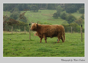 21st Aug 2014 - Highland Cow 