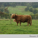 Highland Cow  by pcoulson