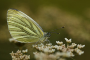 24th Aug 2014 - Green-veined White