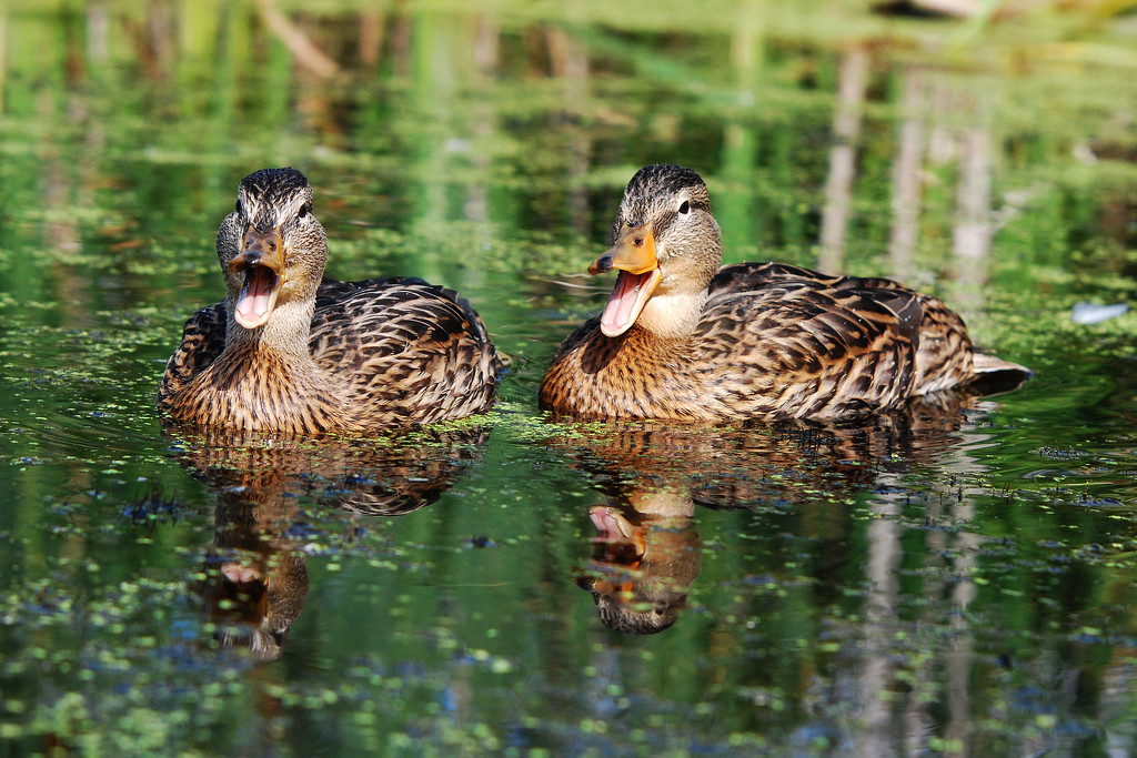 Ducks say........Quack....Quack! by fayefaye