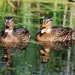 Ducks say........Quack....Quack! by fayefaye
