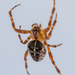 Spider - 24-08 by barrowlane