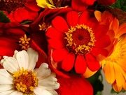 24th Aug 2014 - A Study in Zinnias