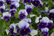 22nd Aug 2014 - Day 53 - Pansies
