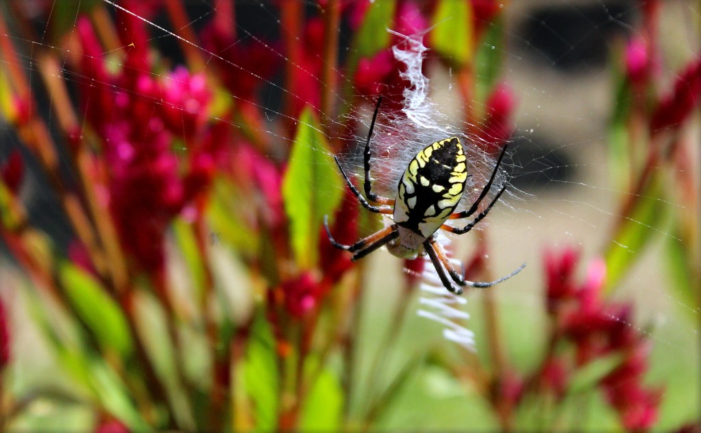 Orb Weaver by paintdipper