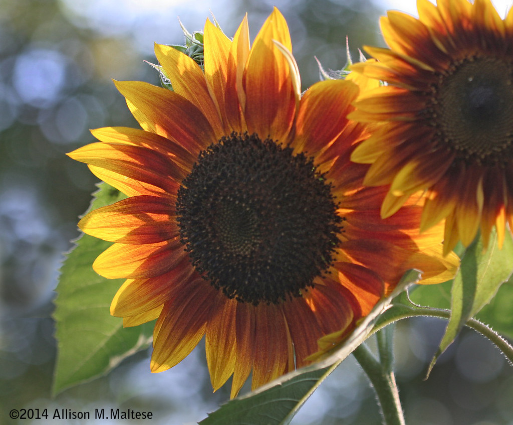 Sunflowers, Late Afternoon by falcon11
