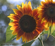 24th Aug 2014 - Sunflowers, Late Afternoon