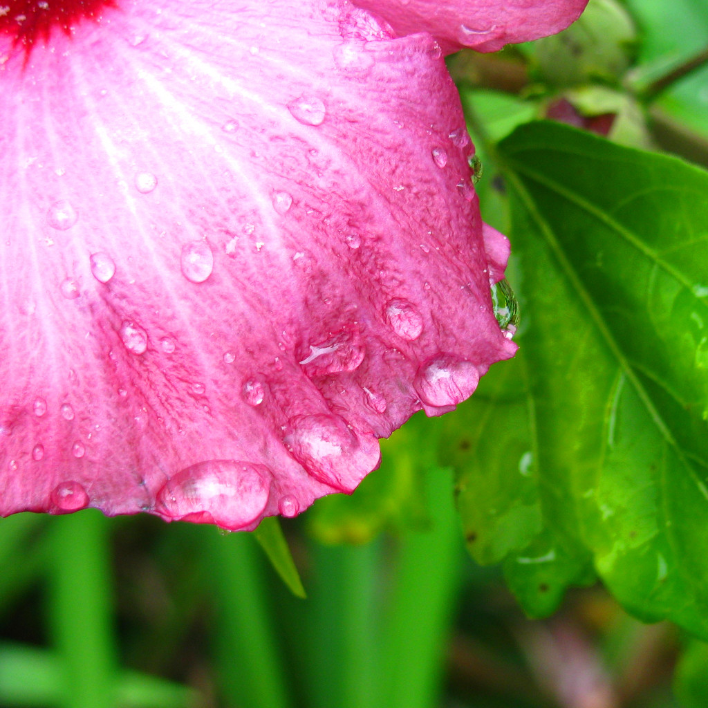 Raindrops on the Rose of Sharon by april16