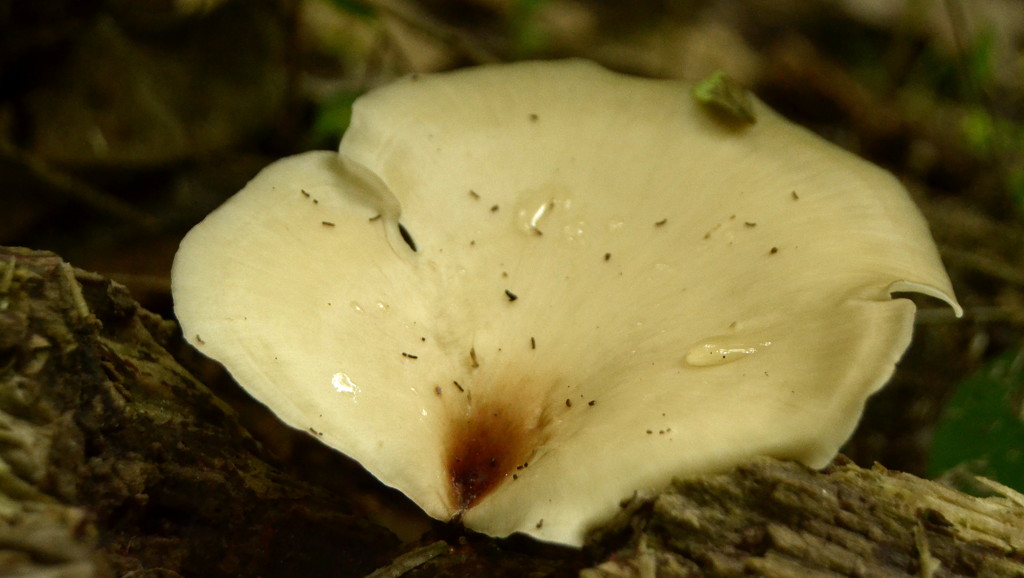Leaf Mushroom by francoise