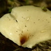 Leaf Mushroom by francoise