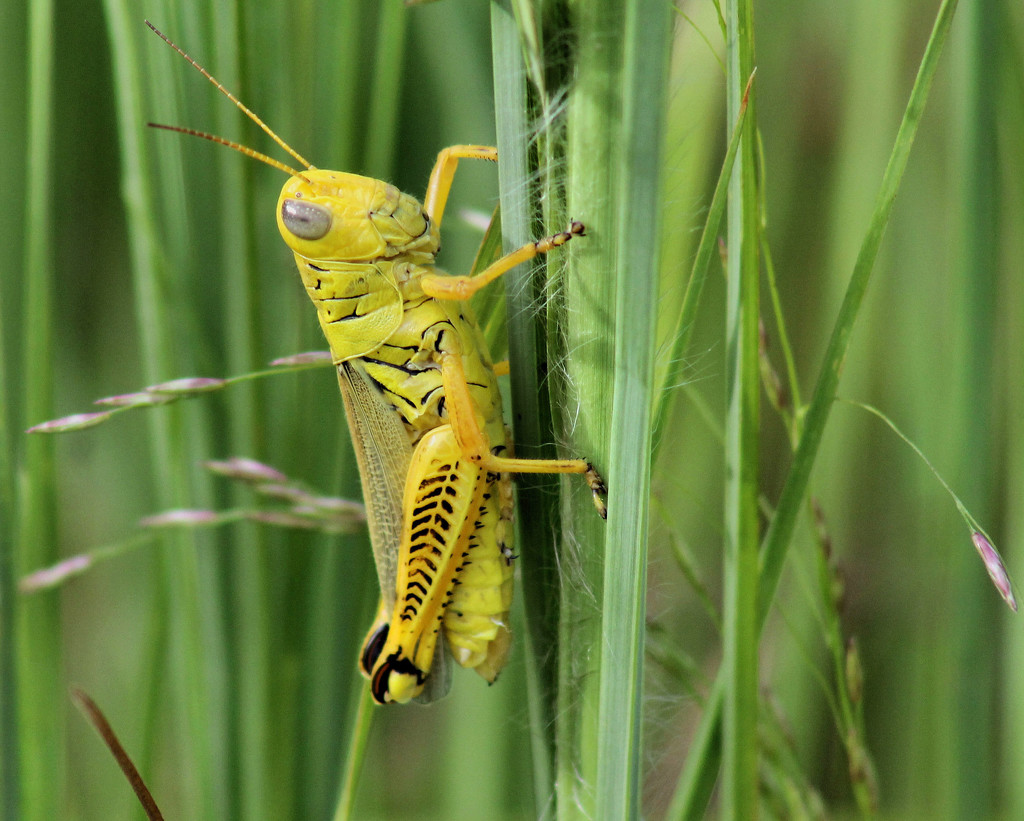 Grasshopper poser by cjwhite