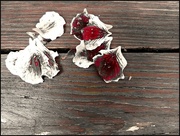 24th Aug 2014 - Petals on the Deck