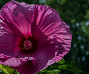 23rd Aug 2014 - Hibiscus