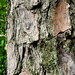 Tree bark! by homeschoolmom