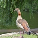 Egyptian goose  by parisouailleurs