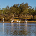 Australian pelicans by gosia
