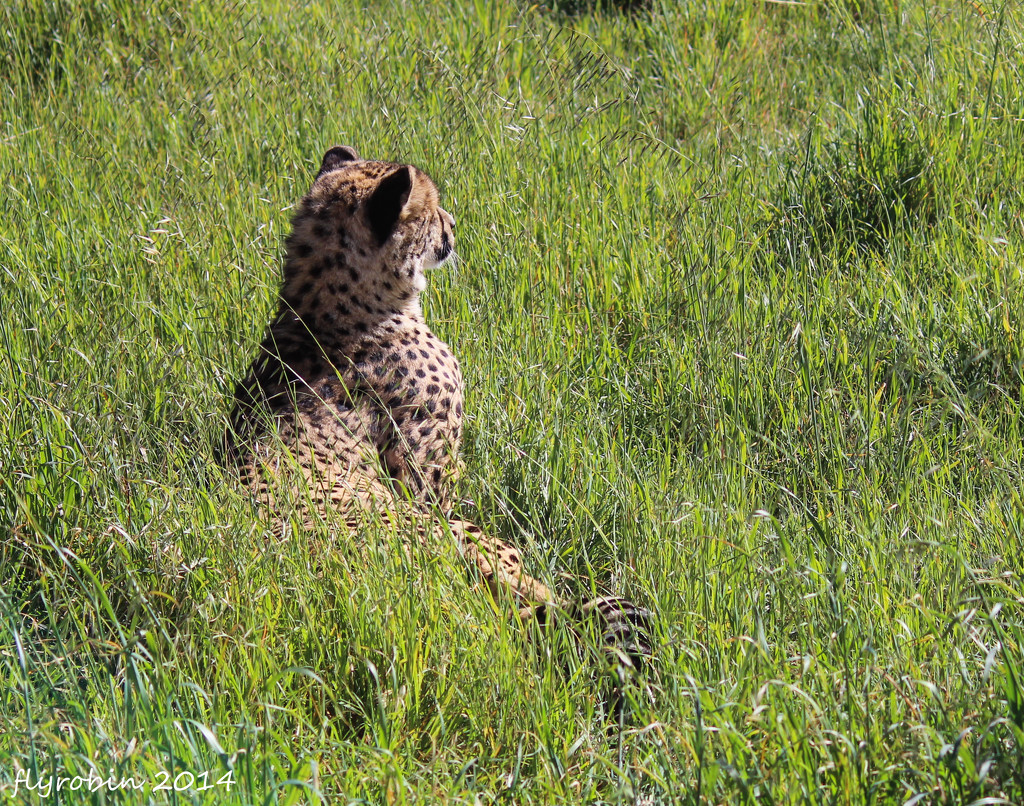 Cheetah in the grass by flyrobin