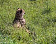 25th Aug 2014 - Cheetah in the grass