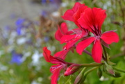 25th Aug 2014 - Pretty red flowers