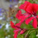 Pretty red flowers by ziggy77