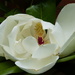 a blossom on a tulip tree by quietpurplehaze