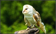 25th Aug 2014 - BIRDS OF PREY Owl.