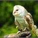 BIRDS OF PREY Owl. by rosiekind