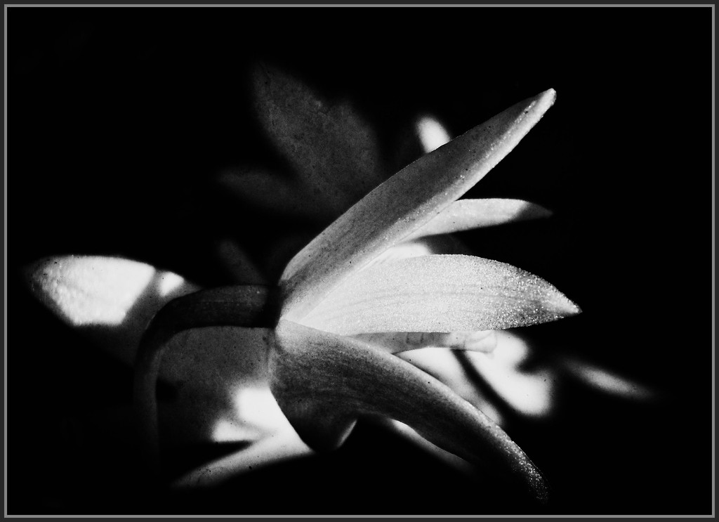 Dendrobium speciosum by annied