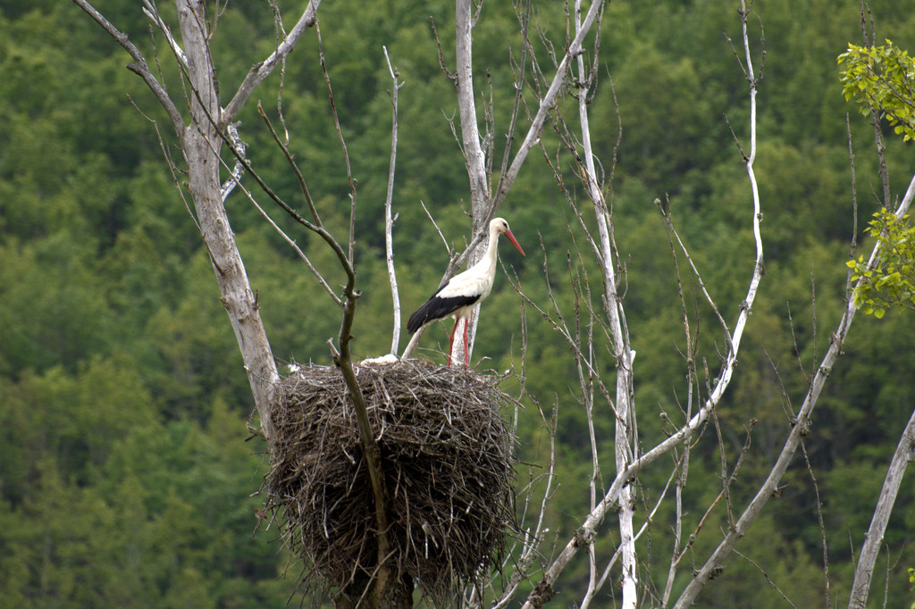 Stork  by overalvandaan
