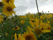 25th Aug 2014 - Yellow Coneflowers Bed