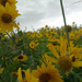 Yellow Coneflowers Bed by rminer
