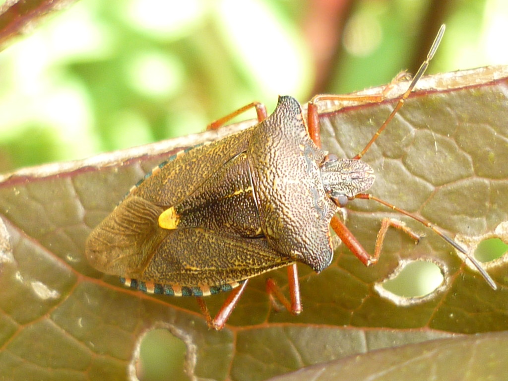 Leaf cutter camoflague  by countrylassie