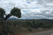 28th May 2014 - Miles and miles of olive trees