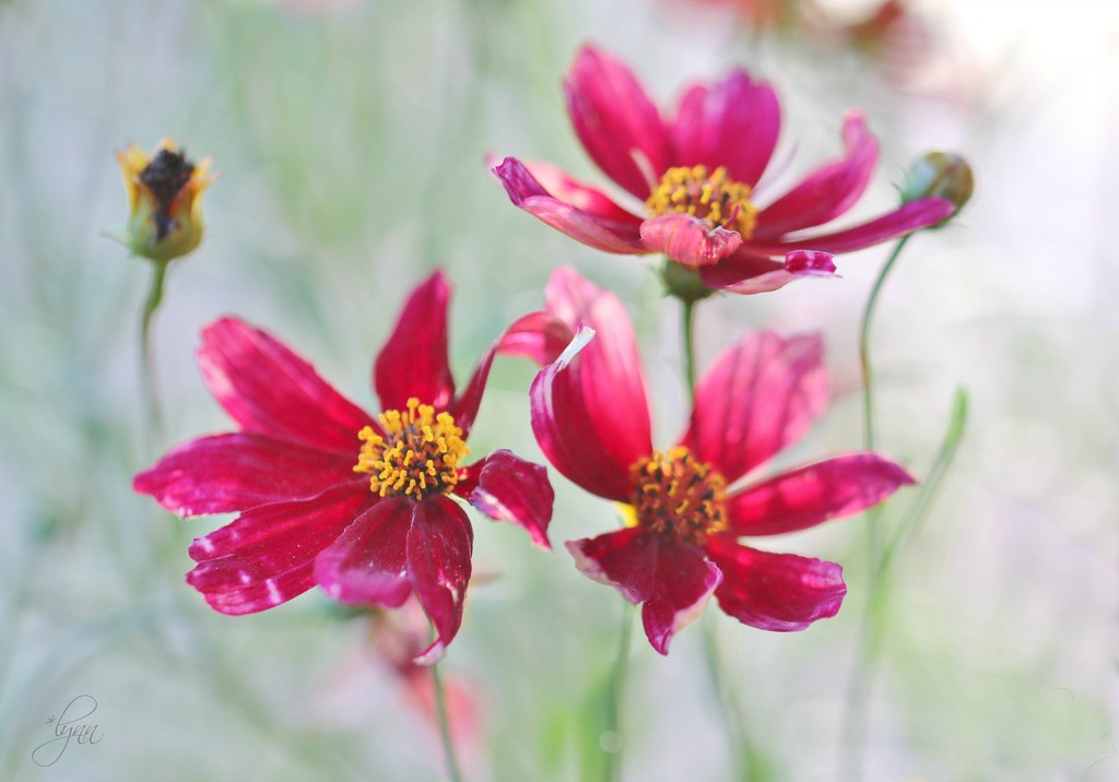 Coreopsis  by lynnz