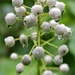 White Berries by harbie
