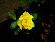 23rd Aug 2014 - Yellow Rose