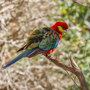 20th Aug 2014 - Red-capped parrot