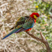Red-capped parrot by gosia