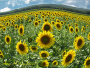 25th Aug 2014 - Sussex County Sunflower Maze