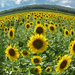 Sussex County Sunflower Maze by olivetreeann