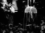 20th Aug 2014 - Jellyfish float
