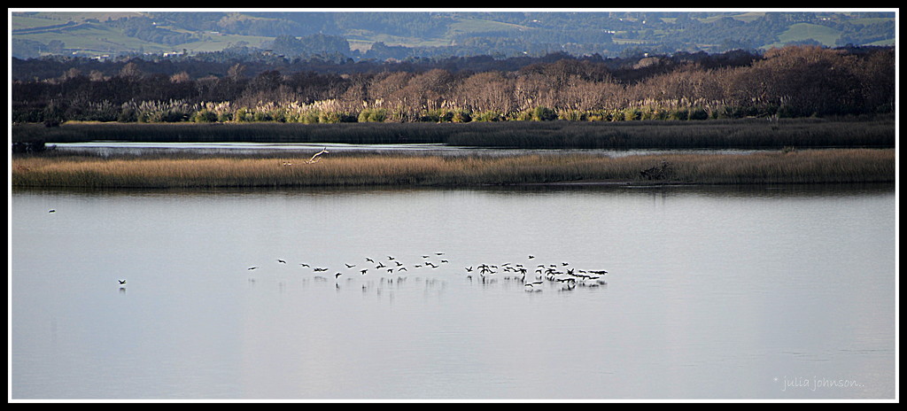 flock of birds.. by julzmaioro