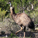 Camouflage emu by flyrobin