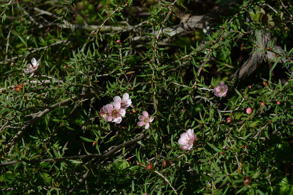 Leptospermum by jeneurell